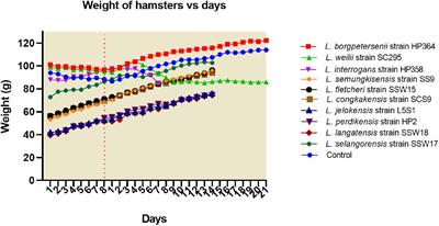 In vivo and in silico Virulence Analysis of Leptospira Species Isolated From Environments and Rodents in Leptospirosis Outbreak Areas in Malaysia